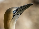 Gannet