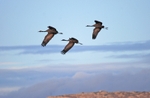 Common Cranes