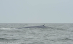 Blue whale