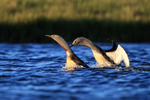 Red-throated Diver interaction, Floi, Iceland