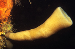 Haliclona urceolus