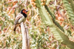 Bird Black Collared Barbet