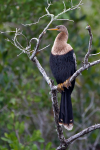 Anhinga