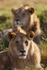 Young Lions resting in the grass in the Masai Mara