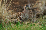 Erckel's Francolin portfolio