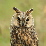 Long Eared Owl