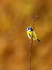 Blue Tit