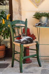 Cat nap