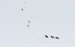Ibex