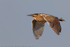 Bittern (Botaurus stellaris)