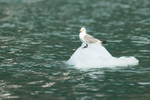 Black-legged Kittiwake perched on floating ice block, Alaska