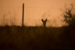 Backlit Roe Deer