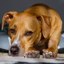 AnimalsCreatures _0074