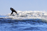 Cape Fur Seal jumping high, Seal Island, False Bay, South Africa