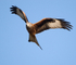 Red Kite