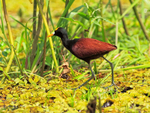 Northern Jacana (adult), Cano Negro, Costa Rica