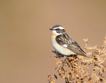 Whinchat - Saxicola rubetra