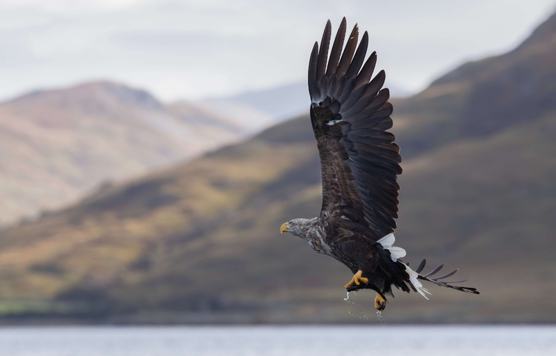 White Tailed Eagle - Isle of Mull - Scotland
