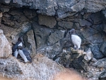 Common Guillemots