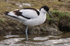 Avocet