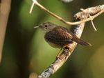 Southern House Wren perched, Costa Rica