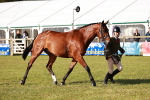 Class 81-84 - RIHS Ridden hunters Inc Ladies Hunter portfolio