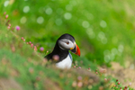 Puffin at Saltee Island, Ireland.