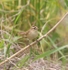 Black Browed Reed Warbler