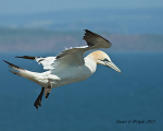 Sea Birds portfolio