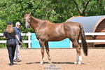 Trot Up 1pm to 2pm portfolio