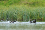 Long-tailed Duck (male) diving to avoid attack, Iceland