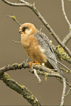 Red-footed Falcon  (f)