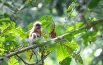 Young mandrill