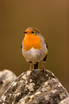 Robin