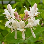 Etruscan honeysuckle (Lonicera etrusca).