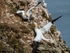 Gannets