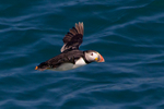 Low-flying Puffin over the water