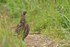 Spruce Grouse (female), Silver Salmon Creek, Lake Clark NP, Alaska