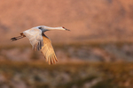 Sandhill Crane flying wings down, Bosque del Apache, New Mexico