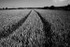 Corn field tracks _S009