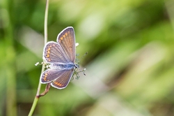 Silver Studded Blue