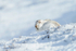 Mountain Hare