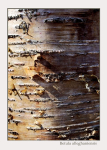 Betula alleghaniensis