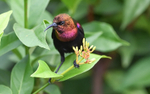 Copper sunbird