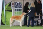 CH WIEKA Tsar Borzois (Sylvan Seabury Virago x Uliia Tsar Borzois)
