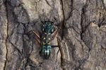 Bark_Mantis_Macro_Chameleon_Photography