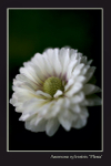 Anemone sylvestris 'Plena'