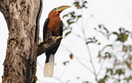Male Rufous-necked Hornbill