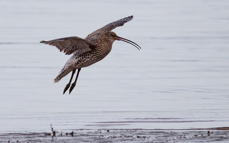 Eurasian Curlew - Dee Estuary - North Wales