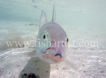 Bonefish Photo - Looking at You.